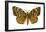 Gypsy Moth (Porthetria Dispar), Insects-Encyclopaedia Britannica-Framed Poster