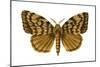 Gypsy Moth (Porthetria Dispar), Insects-Encyclopaedia Britannica-Mounted Poster