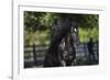 Gypsy Vanner 002-Bob Langrish-Framed Photographic Print