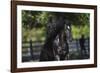 Gypsy Vanner 002-Bob Langrish-Framed Photographic Print