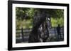 Gypsy Vanner 002-Bob Langrish-Framed Photographic Print