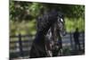 Gypsy Vanner 002-Bob Langrish-Mounted Photographic Print