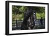 Gypsy Vanner 002-Bob Langrish-Framed Photographic Print