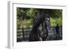 Gypsy Vanner 002-Bob Langrish-Framed Photographic Print