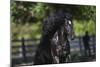 Gypsy Vanner 002-Bob Langrish-Mounted Photographic Print