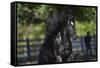 Gypsy Vanner 002-Bob Langrish-Framed Stretched Canvas