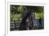 Gypsy Vanner 002-Bob Langrish-Framed Photographic Print