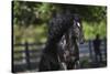 Gypsy Vanner 002-Bob Langrish-Stretched Canvas