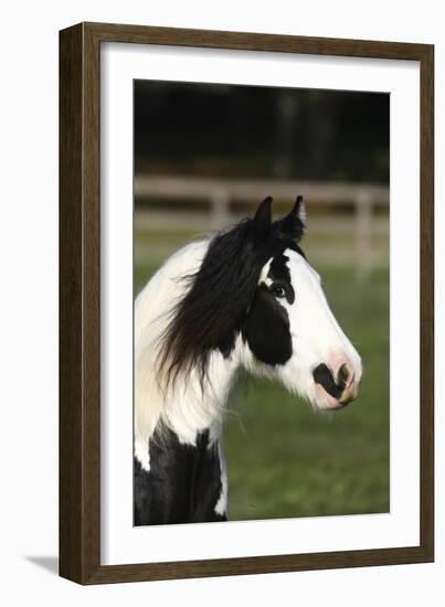 Gypsy Vanner 005-Bob Langrish-Framed Photographic Print