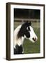 Gypsy Vanner 005-Bob Langrish-Framed Photographic Print