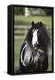 Gypsy Vanner 006-Bob Langrish-Framed Stretched Canvas