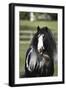 Gypsy Vanner 006-Bob Langrish-Framed Photographic Print