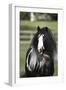 Gypsy Vanner 006-Bob Langrish-Framed Photographic Print