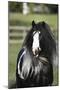 Gypsy Vanner 006-Bob Langrish-Mounted Photographic Print