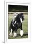 Gypsy Vanner 007-Bob Langrish-Framed Photographic Print