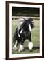 Gypsy Vanner 007-Bob Langrish-Framed Photographic Print