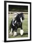 Gypsy Vanner 007-Bob Langrish-Framed Photographic Print