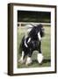 Gypsy Vanner 007-Bob Langrish-Framed Photographic Print