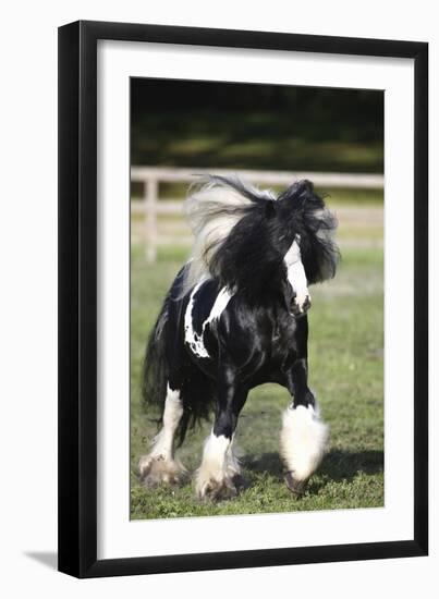 Gypsy Vanner 007-Bob Langrish-Framed Photographic Print