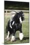 Gypsy Vanner 007-Bob Langrish-Mounted Photographic Print