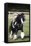 Gypsy Vanner 007-Bob Langrish-Framed Stretched Canvas