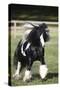 Gypsy Vanner 007-Bob Langrish-Stretched Canvas