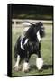 Gypsy Vanner 007-Bob Langrish-Framed Stretched Canvas