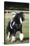 Gypsy Vanner 007-Bob Langrish-Stretched Canvas