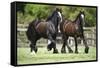 Gypsy Vanner 010-Bob Langrish-Framed Stretched Canvas