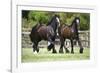 Gypsy Vanner 010-Bob Langrish-Framed Photographic Print