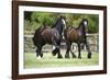 Gypsy Vanner 010-Bob Langrish-Framed Photographic Print