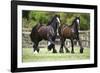 Gypsy Vanner 010-Bob Langrish-Framed Photographic Print