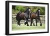 Gypsy Vanner 010-Bob Langrish-Framed Photographic Print