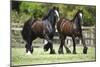 Gypsy Vanner 010-Bob Langrish-Mounted Photographic Print