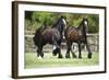 Gypsy Vanner 010-Bob Langrish-Framed Photographic Print