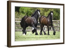 Gypsy Vanner 010-Bob Langrish-Framed Photographic Print