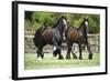 Gypsy Vanner 010-Bob Langrish-Framed Photographic Print