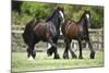 Gypsy Vanner 010-Bob Langrish-Mounted Photographic Print