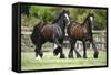 Gypsy Vanner 010-Bob Langrish-Framed Stretched Canvas