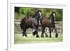 Gypsy Vanner 010-Bob Langrish-Framed Photographic Print