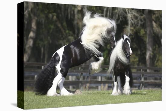 Gypsy Vanner 012-Bob Langrish-Stretched Canvas