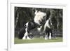 Gypsy Vanner 012-Bob Langrish-Framed Photographic Print