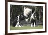 Gypsy Vanner 012-Bob Langrish-Framed Photographic Print