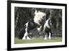 Gypsy Vanner 012-Bob Langrish-Framed Photographic Print