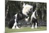 Gypsy Vanner 012-Bob Langrish-Mounted Photographic Print