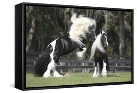 Gypsy Vanner 012-Bob Langrish-Framed Stretched Canvas