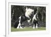 Gypsy Vanner 012-Bob Langrish-Framed Photographic Print