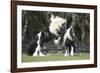 Gypsy Vanner 012-Bob Langrish-Framed Photographic Print