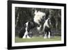 Gypsy Vanner 012-Bob Langrish-Framed Photographic Print