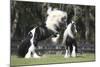 Gypsy Vanner 012-Bob Langrish-Mounted Photographic Print